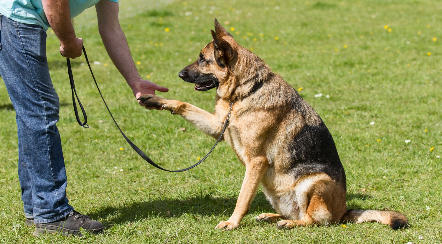 dog anxiety and aggression training