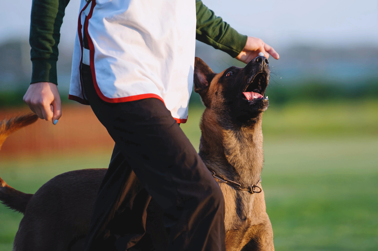 anxiety and anger management dog training